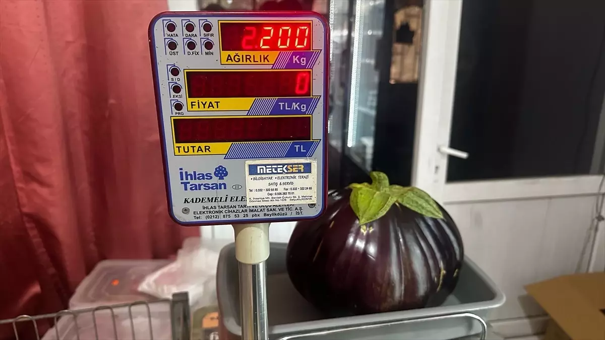 Yalvaç’ta Dev Patlıcan Üretildi