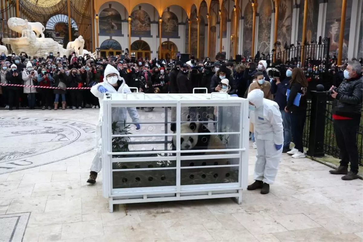 Belçika’daki Pandalar Çin’e Dönüyor