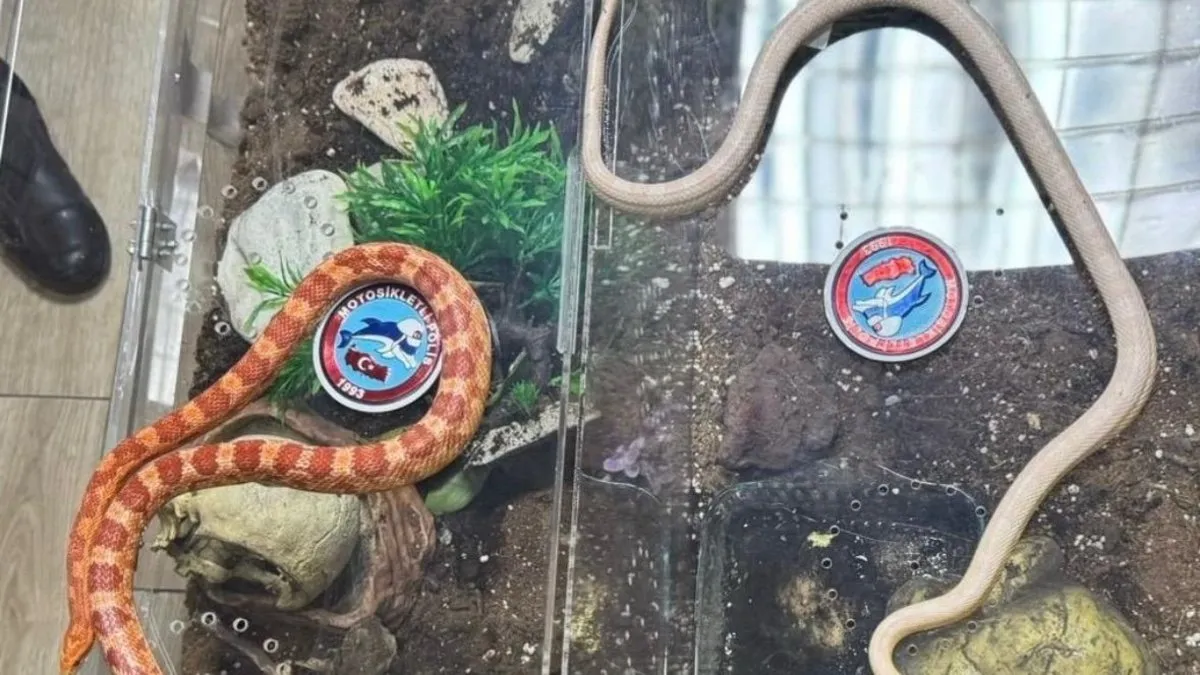 Denetimde durdurulan araçta zehirli Mısır yılanı çıktı